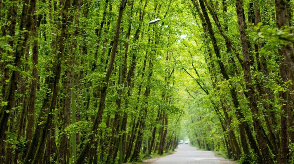 جنگل های هیرکانی